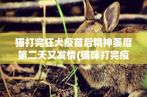貓打完狂犬疫苗后精神萎靡第二天又發情(貓咪打完疫苗后精神萎靡)