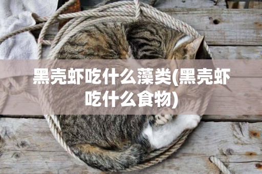 黑殼蝦吃什么藻類(黑殼蝦吃什么食物)