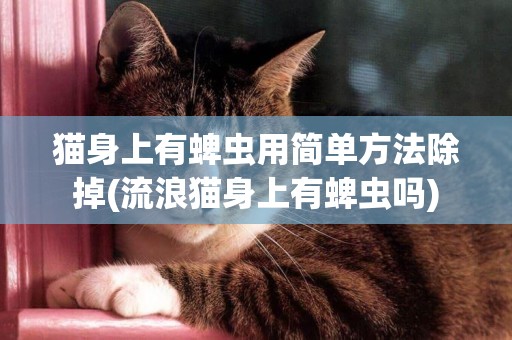 貓身上有蜱蟲用簡單方法除掉(流浪貓身上有蜱蟲嗎)