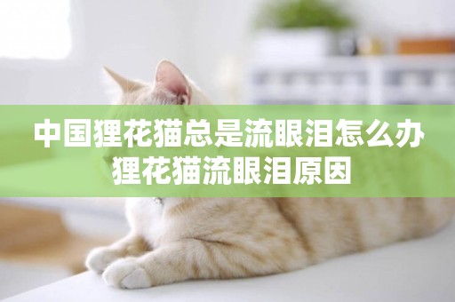 中國貍花貓總是流眼淚怎么辦 貍花貓流眼淚原因
