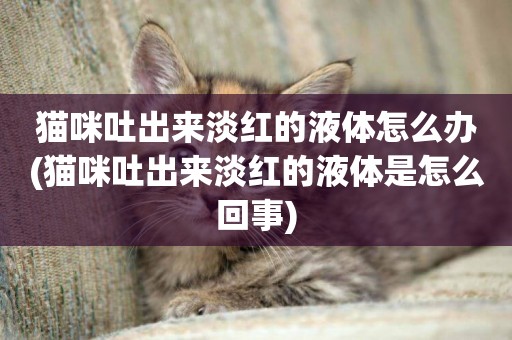 貓咪吐出來淡紅的液體怎么辦(貓咪吐出來淡紅的液體是怎么回事)