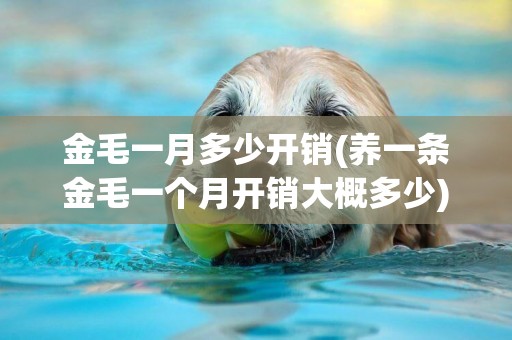 金毛一月多少開銷(養一條金毛一個月開銷大概多少)