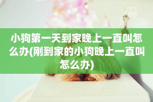 小狗第一天到家晚上一直叫怎么辦(剛到家的小狗晚上一直叫怎么辦)