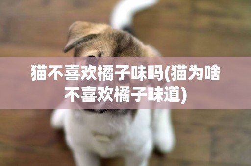 貓不喜歡橘子味嗎(貓為啥不喜歡橘子味道)