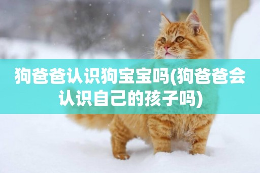 狗爸爸認識狗寶寶嗎(狗爸爸會認識自己的孩子嗎)