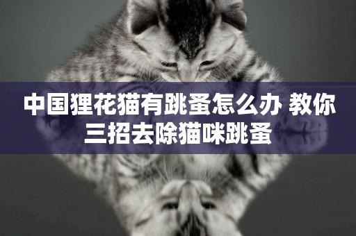 中國貍花貓有跳蚤怎么辦 教你三招去除貓咪跳蚤