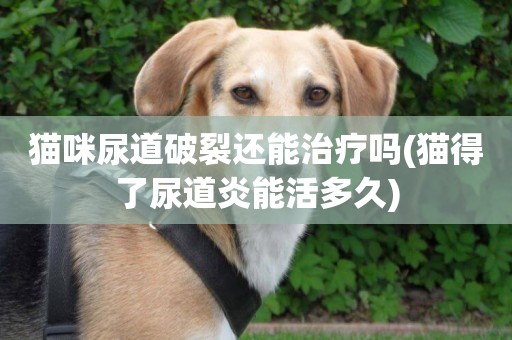 貓咪尿道破裂還能治療嗎(貓得了尿道炎能活多久)