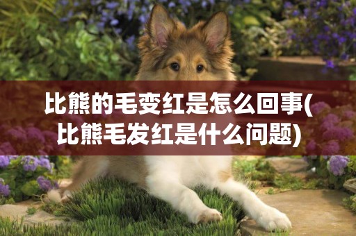 比熊的毛變紅是怎么回事(比熊毛發紅是什么問題)