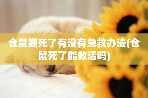 倉鼠要死了有沒有急救辦法(倉鼠死了能救活嗎)