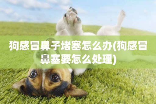 狗感冒鼻子堵塞怎么辦(狗感冒鼻塞要怎么處理)