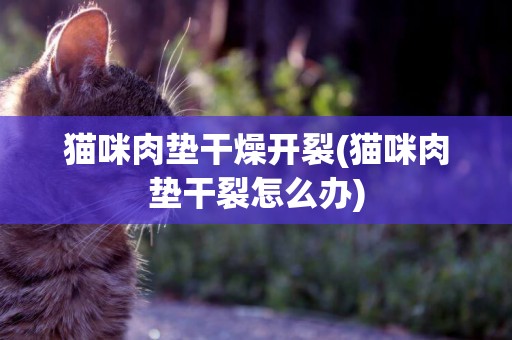 貓咪肉墊干燥開裂(貓咪肉墊干裂怎么辦)