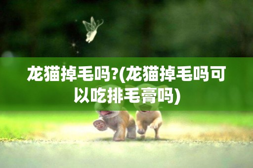 龍貓掉毛嗎?(龍貓掉毛嗎可以吃排毛膏嗎)
