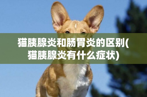 貓胰腺炎和腸胃炎的區別(貓胰腺炎有什么癥狀)