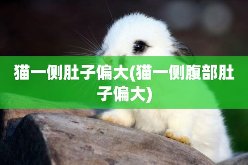貓一側肚子偏大(貓一側腹部肚子偏大)