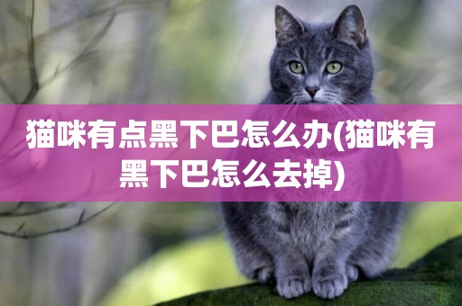 貓咪有點黑下巴怎么辦(貓咪有黑下巴怎么去掉)