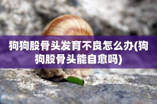 狗狗股骨頭發育不良怎么辦(狗狗股骨頭能自愈嗎)