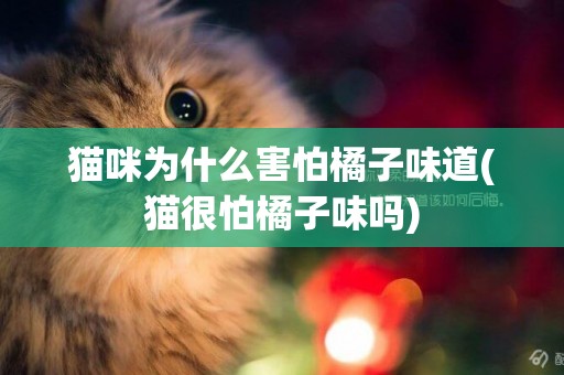 貓咪為什么害怕橘子味道(貓很怕橘子味嗎)
