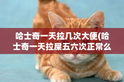 哈士奇一天拉幾次大便(哈士奇一天拉屎五六次正常么)