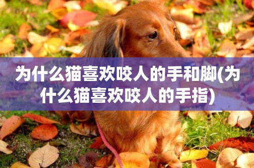 為什么貓喜歡咬人的手和腳(為什么貓喜歡咬人的手指)
