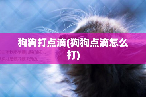 狗狗打點滴(狗狗點滴怎么打)