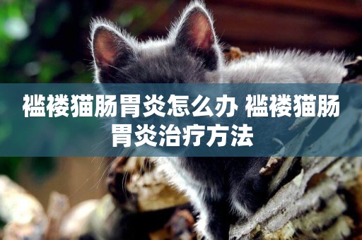 襤褸貓腸胃炎怎么辦 襤褸貓腸胃炎治療方法