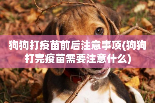狗狗打疫苗前后注意事項(狗狗打完疫苗需要注意什么)
