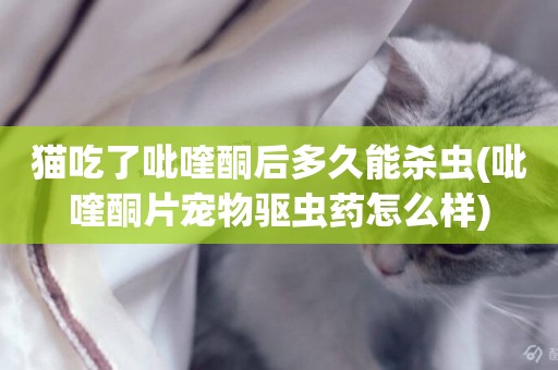 貓吃了吡喹酮后多久能殺蟲(吡喹酮片寵物驅蟲藥怎么樣)