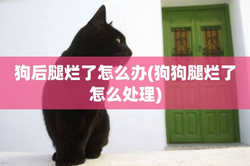 狗后腿爛了怎么辦(狗狗腿爛了怎么處理)