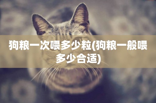 狗糧一次喂多少粒(狗糧一般喂多少合適)