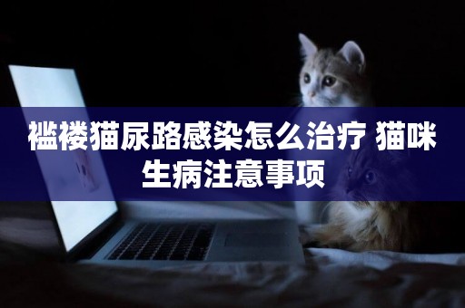 襤褸貓尿路感染怎么治療 貓咪生病注意事項