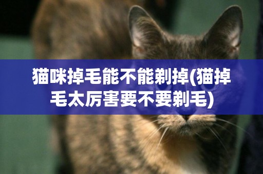 貓咪掉毛能不能剃掉(貓掉毛太厲害要不要剃毛)