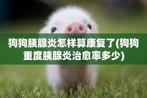 狗狗胰腺炎怎樣算康復了(狗狗重度胰腺炎治愈率多少)