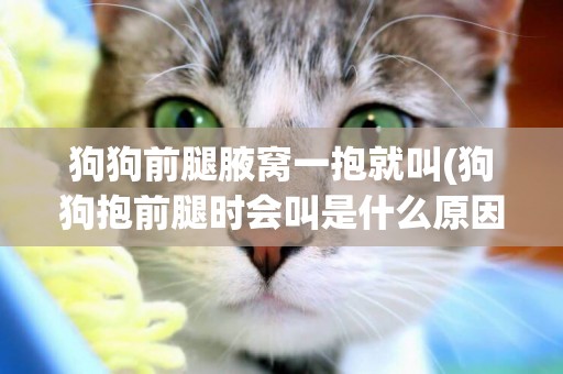 狗狗前腿腋窩一抱就叫(狗狗抱前腿時會叫是什么原因)