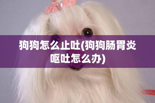 狗狗怎么止吐(狗狗腸胃炎嘔吐怎么辦)