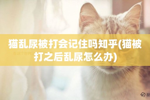 貓亂尿被打會記住嗎知乎(貓被打之后亂尿怎么辦)