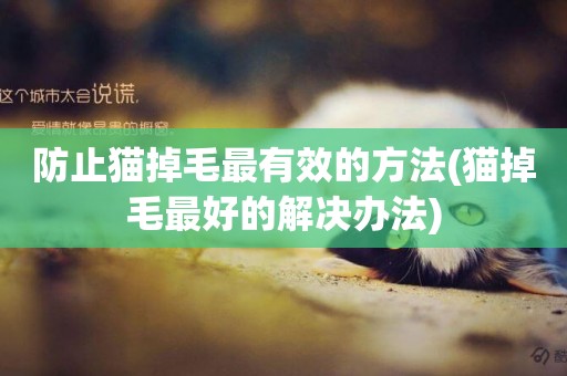 防止貓掉毛最有效的方法(貓掉毛最好的解決辦法)