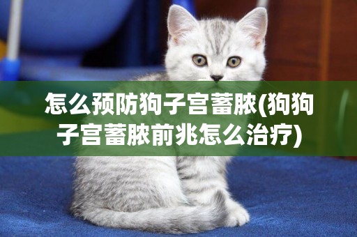 怎么預防狗子宮蓄膿(狗狗子宮蓄膿前兆怎么治療)