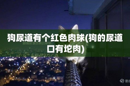 狗尿道有個紅色肉球(狗的尿道口有坨肉)