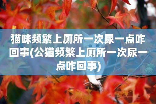 貓咪頻繁上廁所一次尿一點咋回事(公貓頻繁上廁所一次尿一點咋回事)