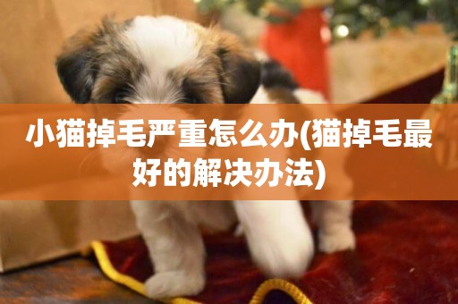 小貓掉毛嚴重怎么辦(貓掉毛最好的解決辦法)