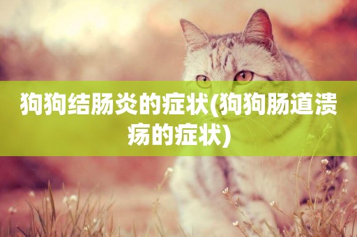 狗狗結腸炎的癥狀(狗狗腸道潰瘍的癥狀)