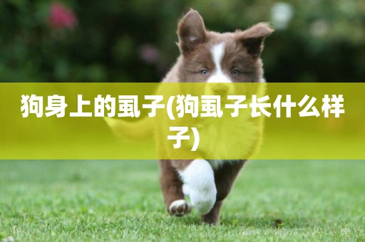 狗身上的虱子(狗虱子長什么樣子)