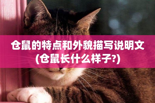 倉鼠的特點和外貌描寫說明文(倉鼠長什么樣子?)