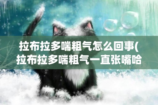 拉布拉多喘粗氣怎么回事(拉布拉多喘粗氣一直張嘴哈哈哈)