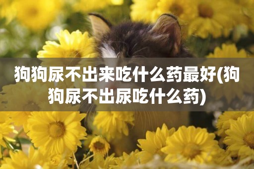 狗狗尿不出來吃什么藥最好(狗狗尿不出尿吃什么藥)