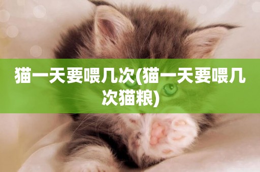 貓一天要喂幾次(貓一天要喂幾次貓糧)