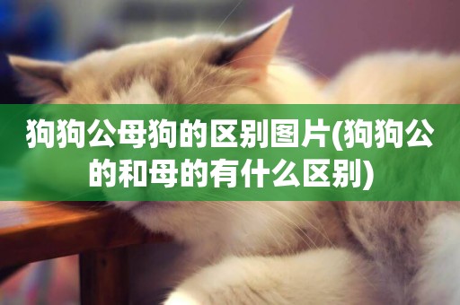 狗狗公母狗的區別圖片(狗狗公的和母的有什么區別)