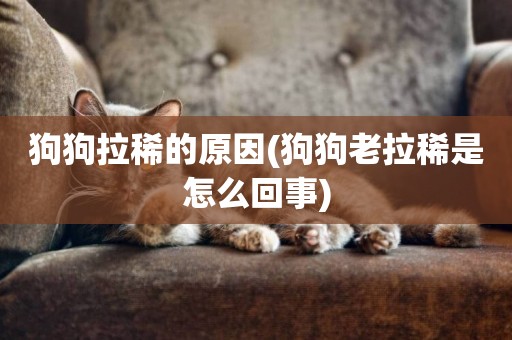 狗狗拉稀的原因(狗狗老拉稀是怎么回事)