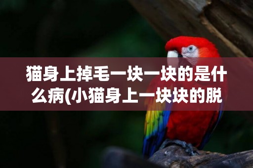 貓身上掉毛一塊一塊的是什么病(小貓身上一塊塊的脫毛是什么原因)