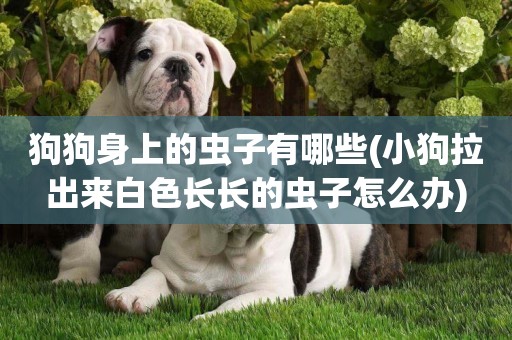 狗狗身上的蟲子有哪些(小狗拉出來白色長長的蟲子怎么辦)